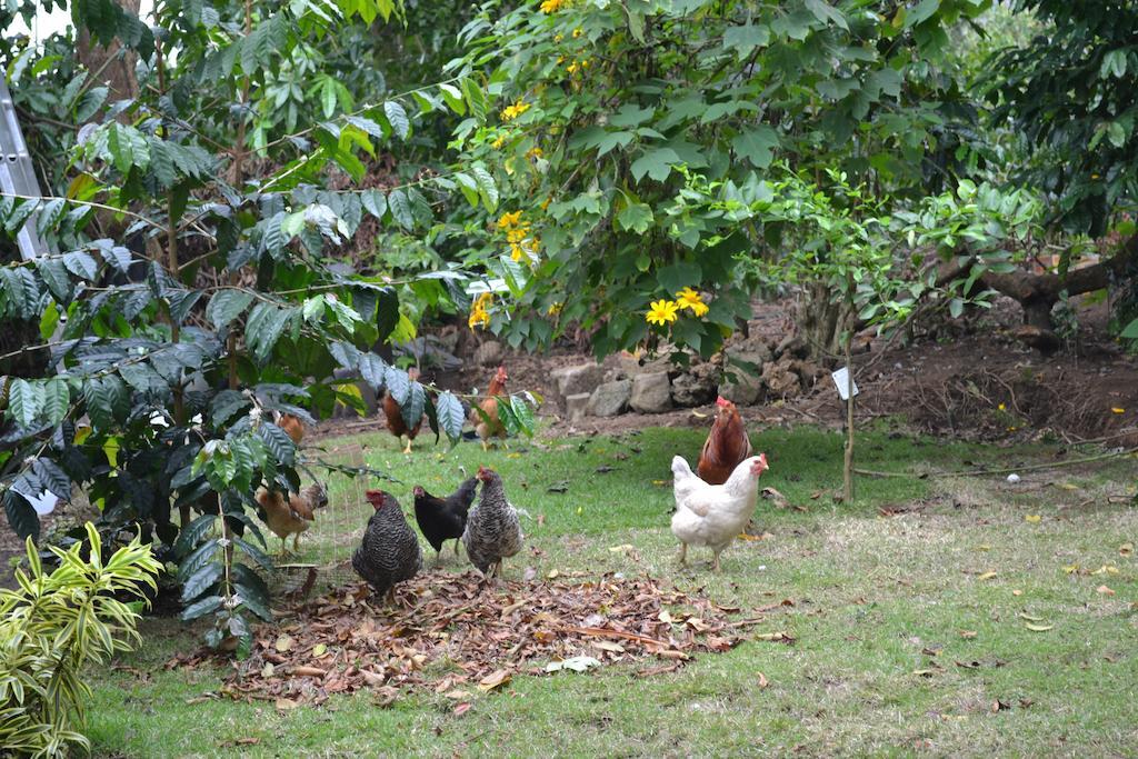 Lilikoi Alojamento de Acomodação e Pequeno-almoço Kailua-Kona